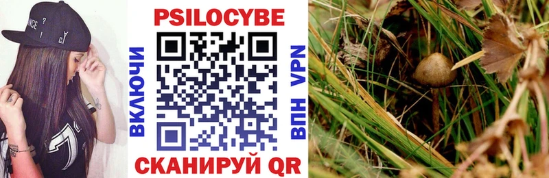 где продают   Нестеров  Псилоцибиновые грибы MAGIC MUSHROOMS 